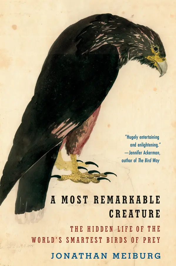 A Most Remarkable Creature by Jonathan Meiburg cover