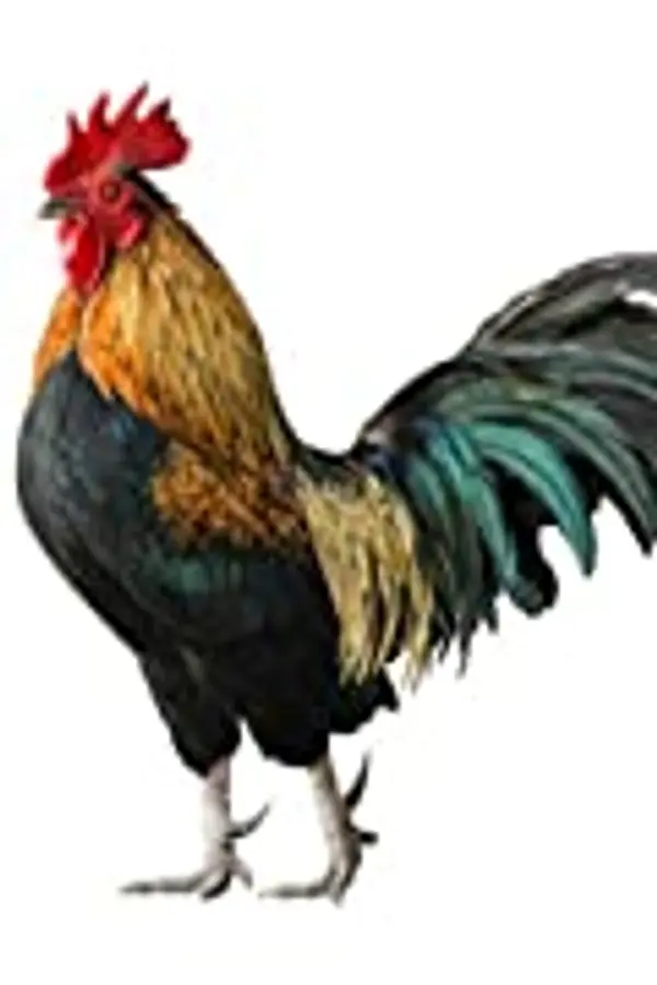 Beware of Chicken 3 (Beware of Chicken, #3) by CasualFarmer cover