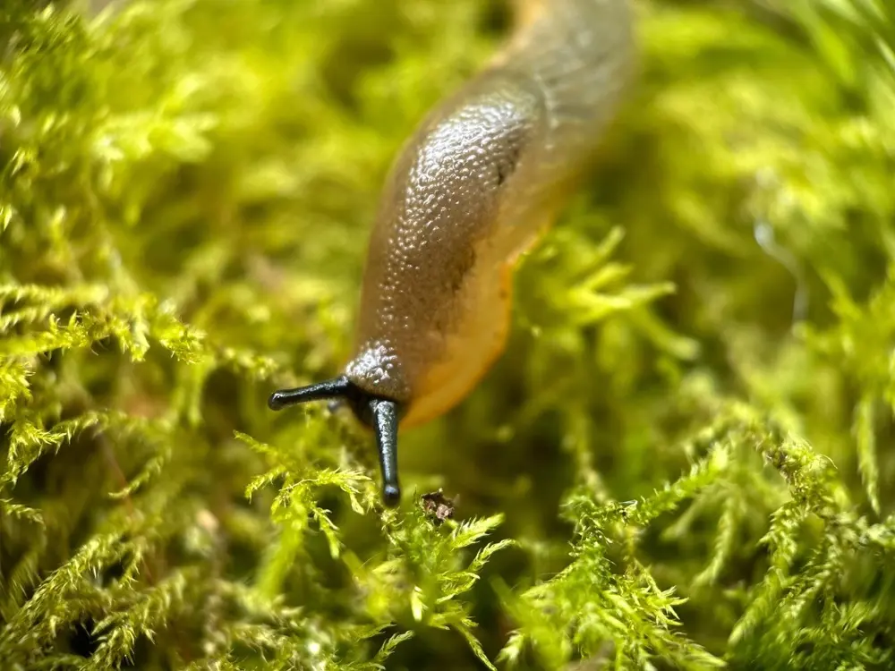 Rachael Prime profile pic