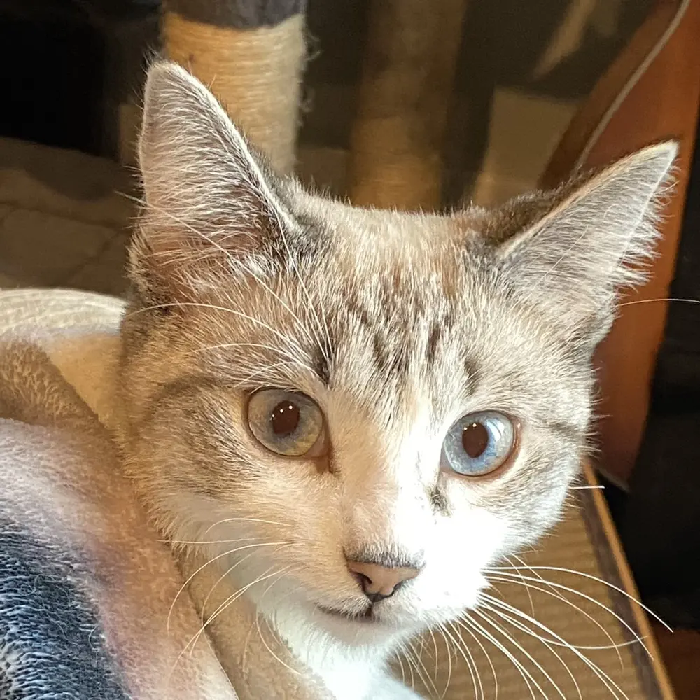 henry!! 🗡️✨ profile pic