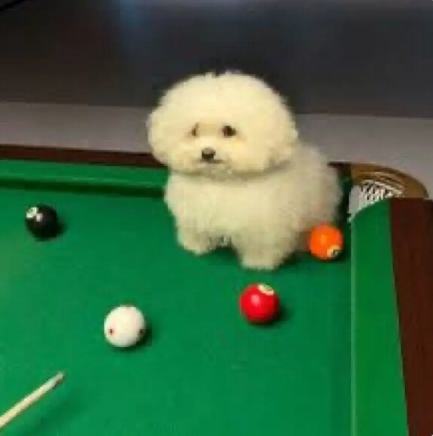 april wednesday profile pic