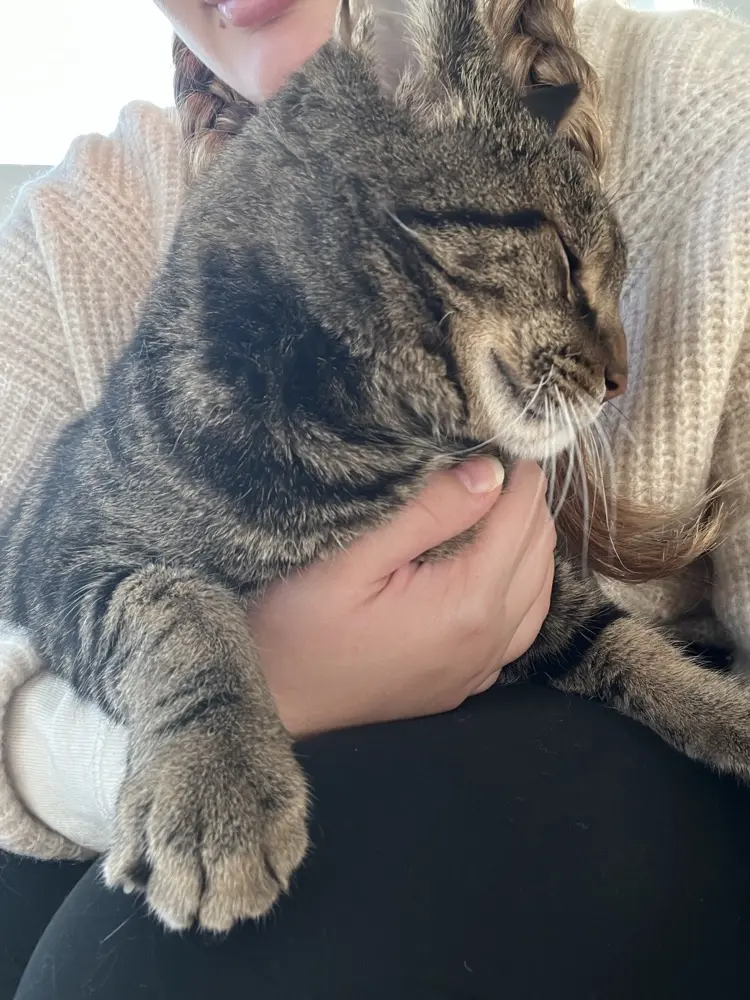 goldendove profile pic