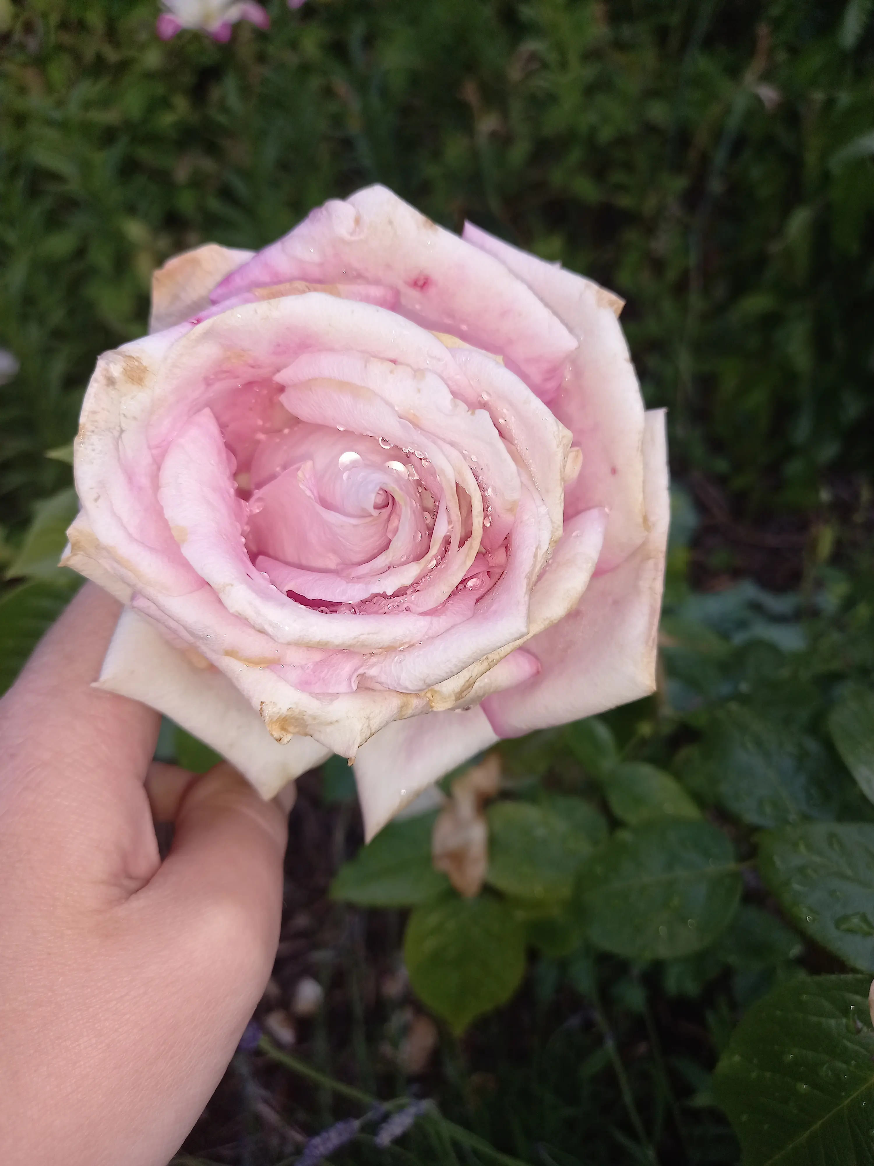 Bananabelle profile pic