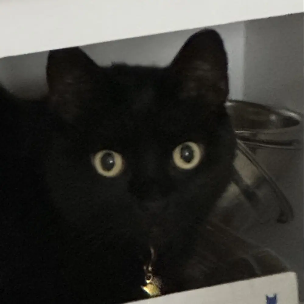 Barkless Leh00tsky profile pic