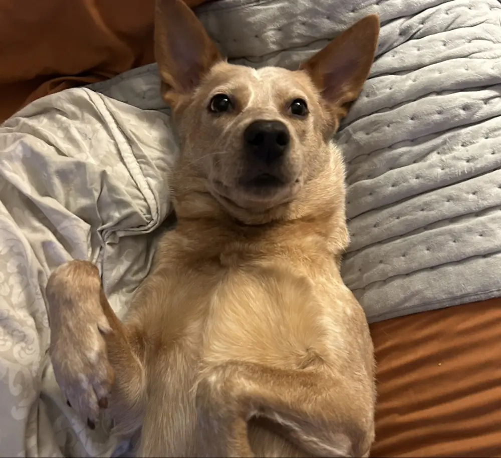 Cursed Chapters profile pic