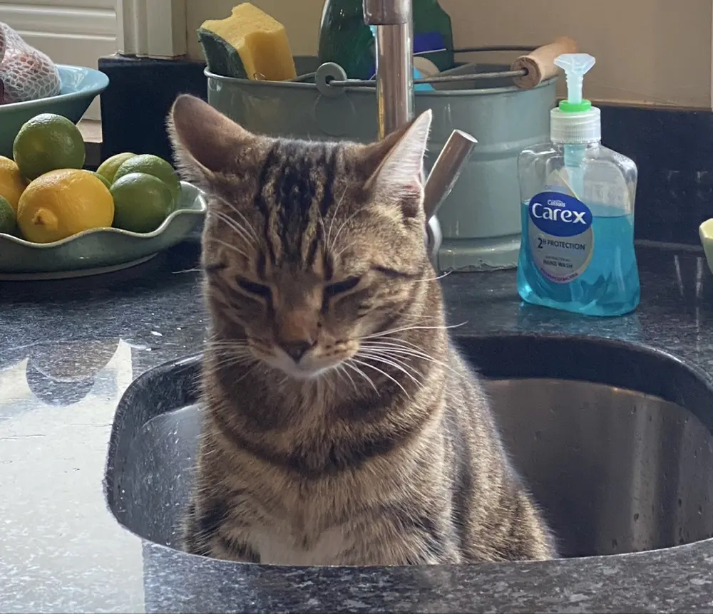 Lauren Roe profile pic