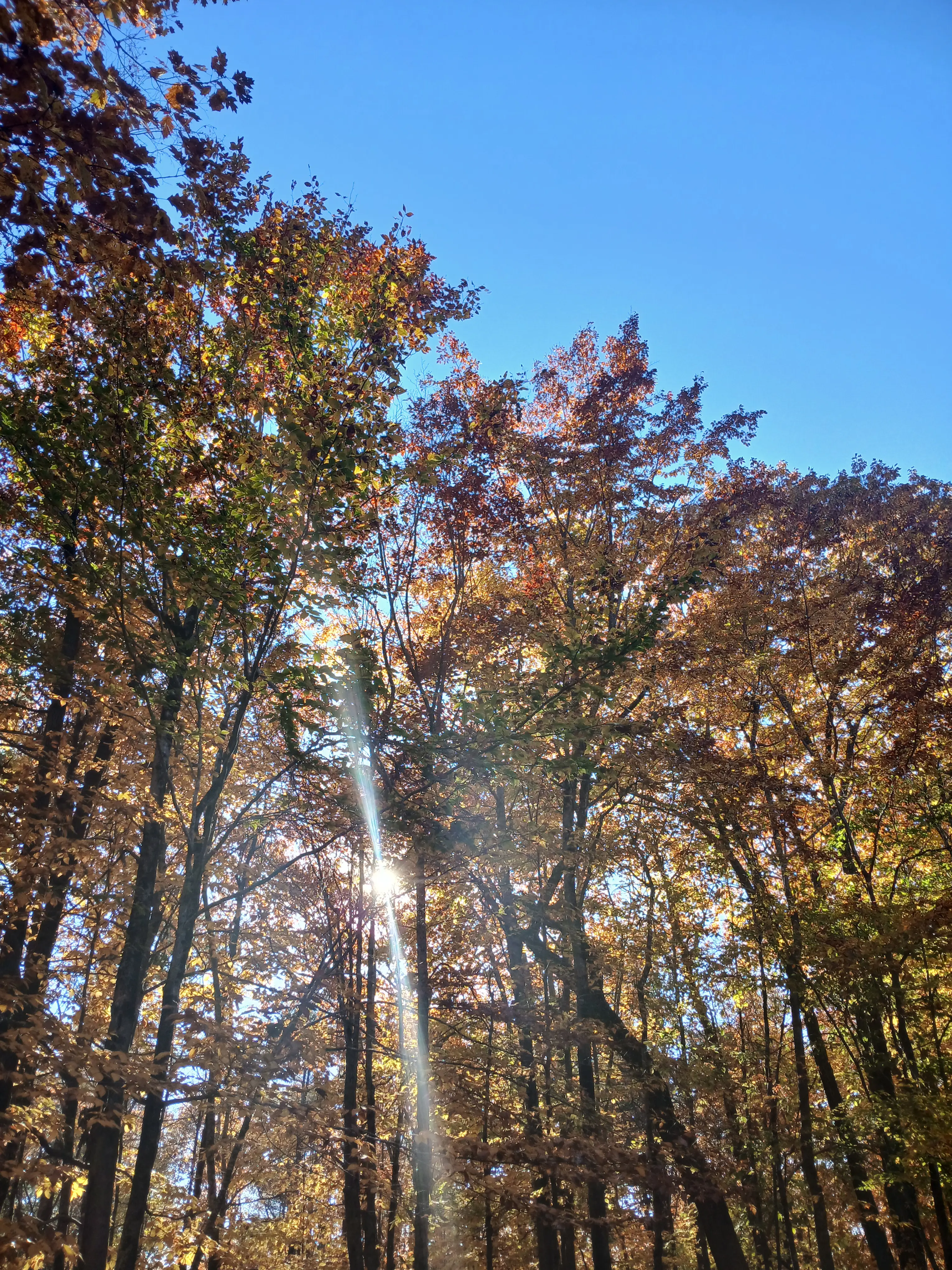 Jacob Webster profile pic