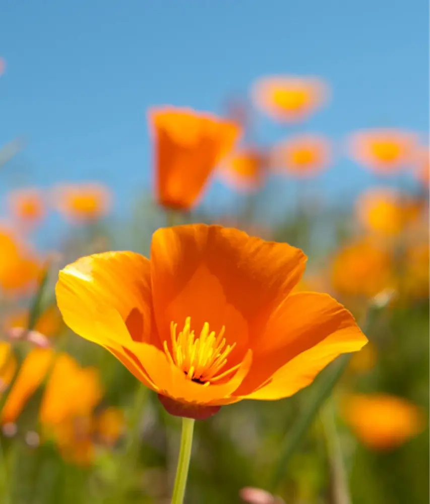 SL_FicWorks profile pic