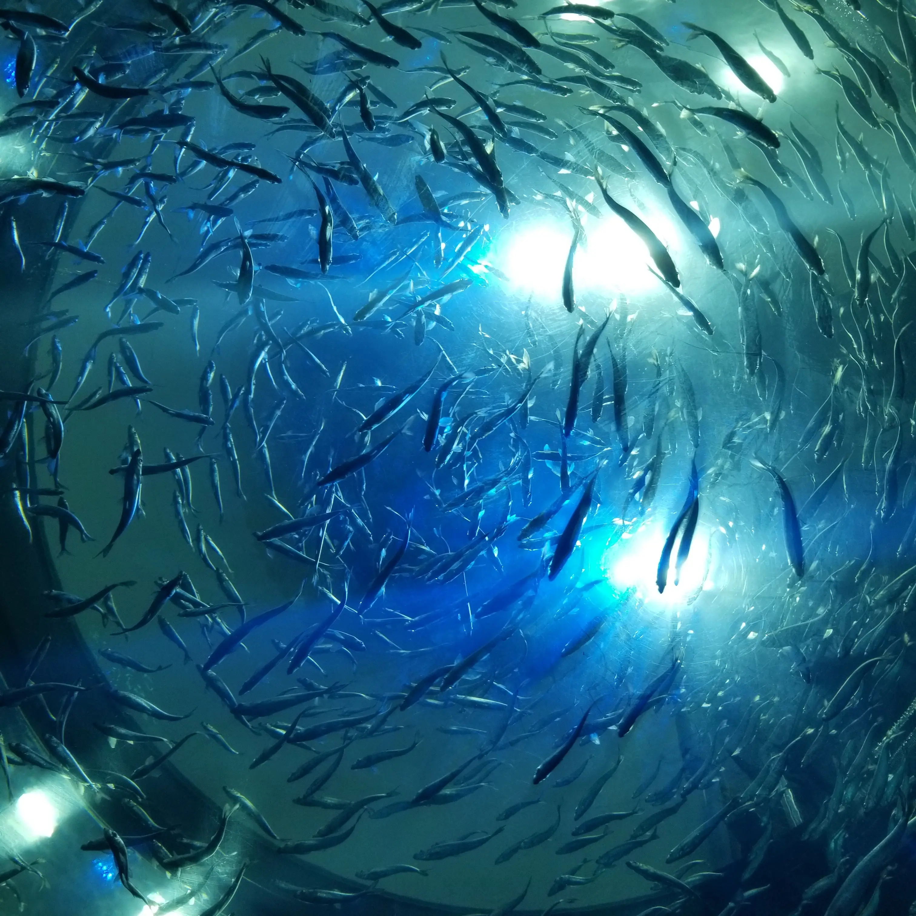 fungivibes 🪐🪼 avatar