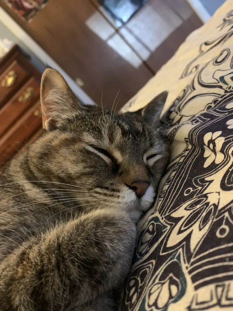 Addison B. profile pic