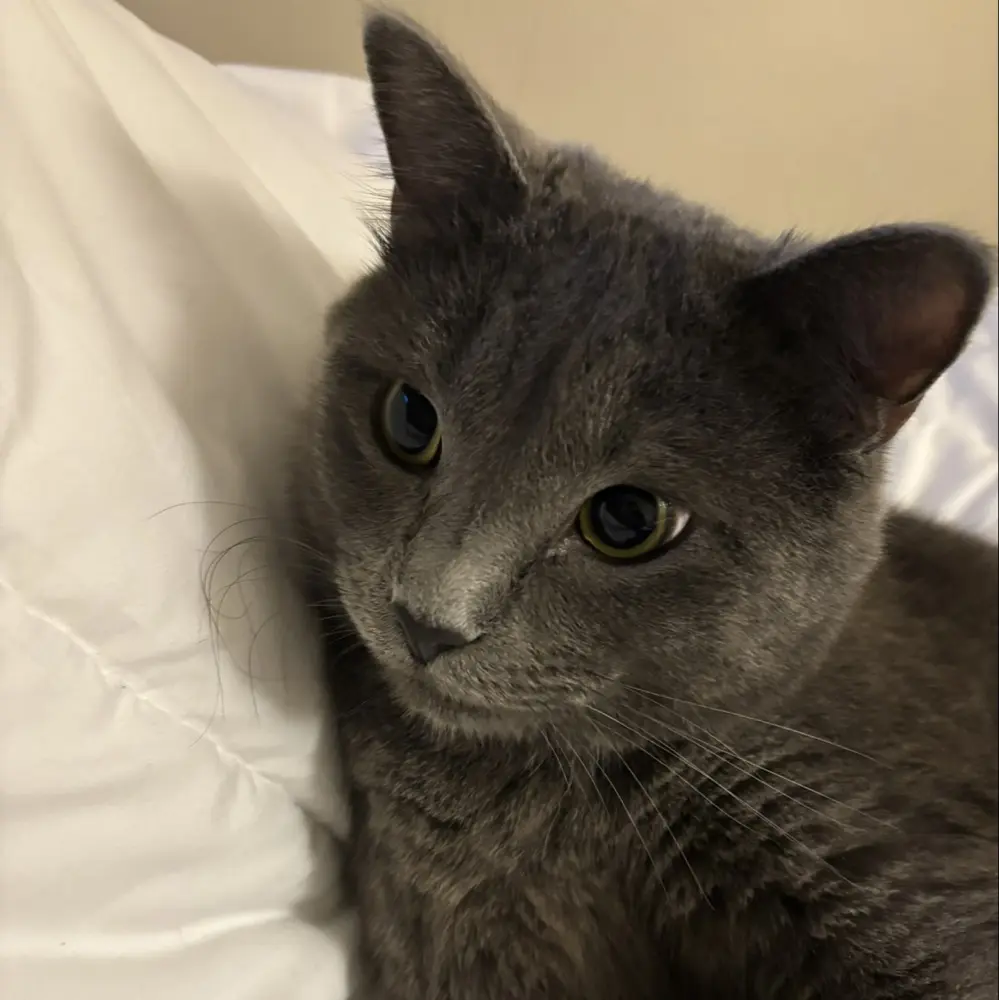 Gisell B profile pic