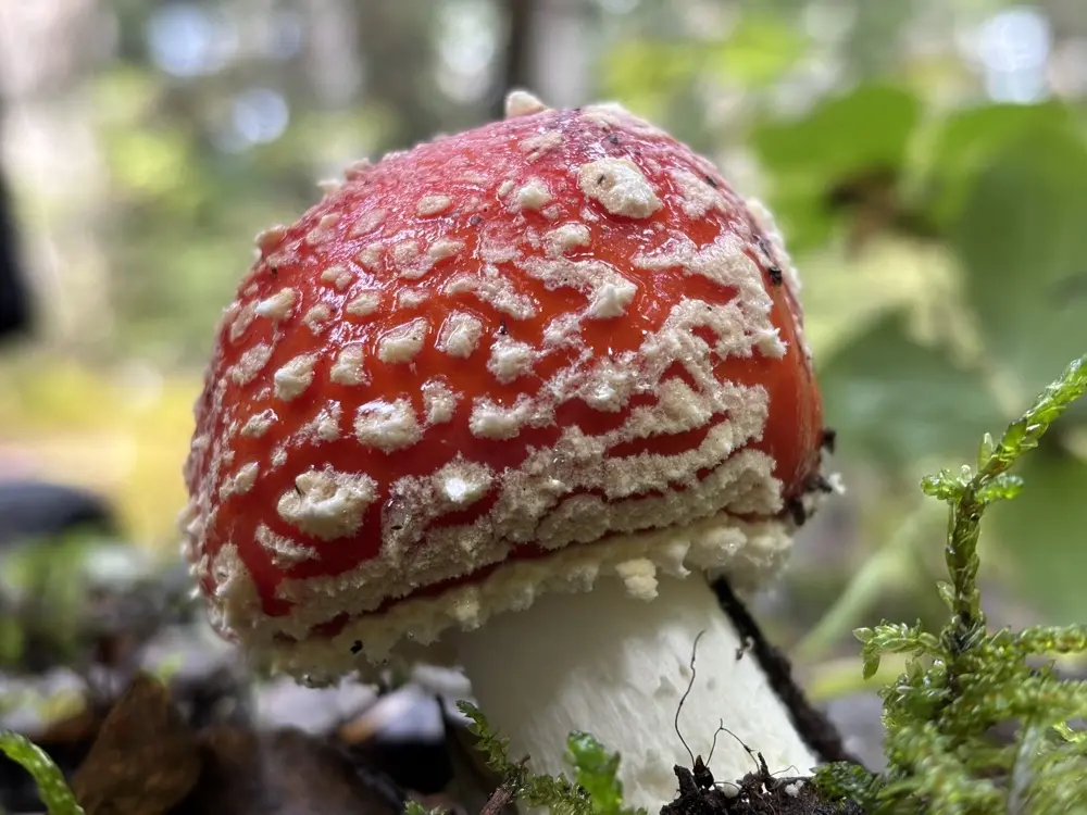 Mary Ann profile pic