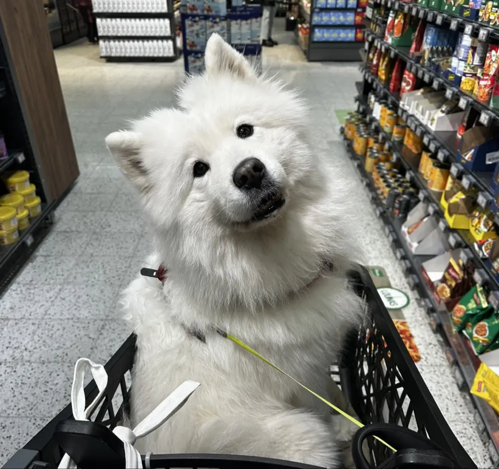 Sisu Kettu profile pic