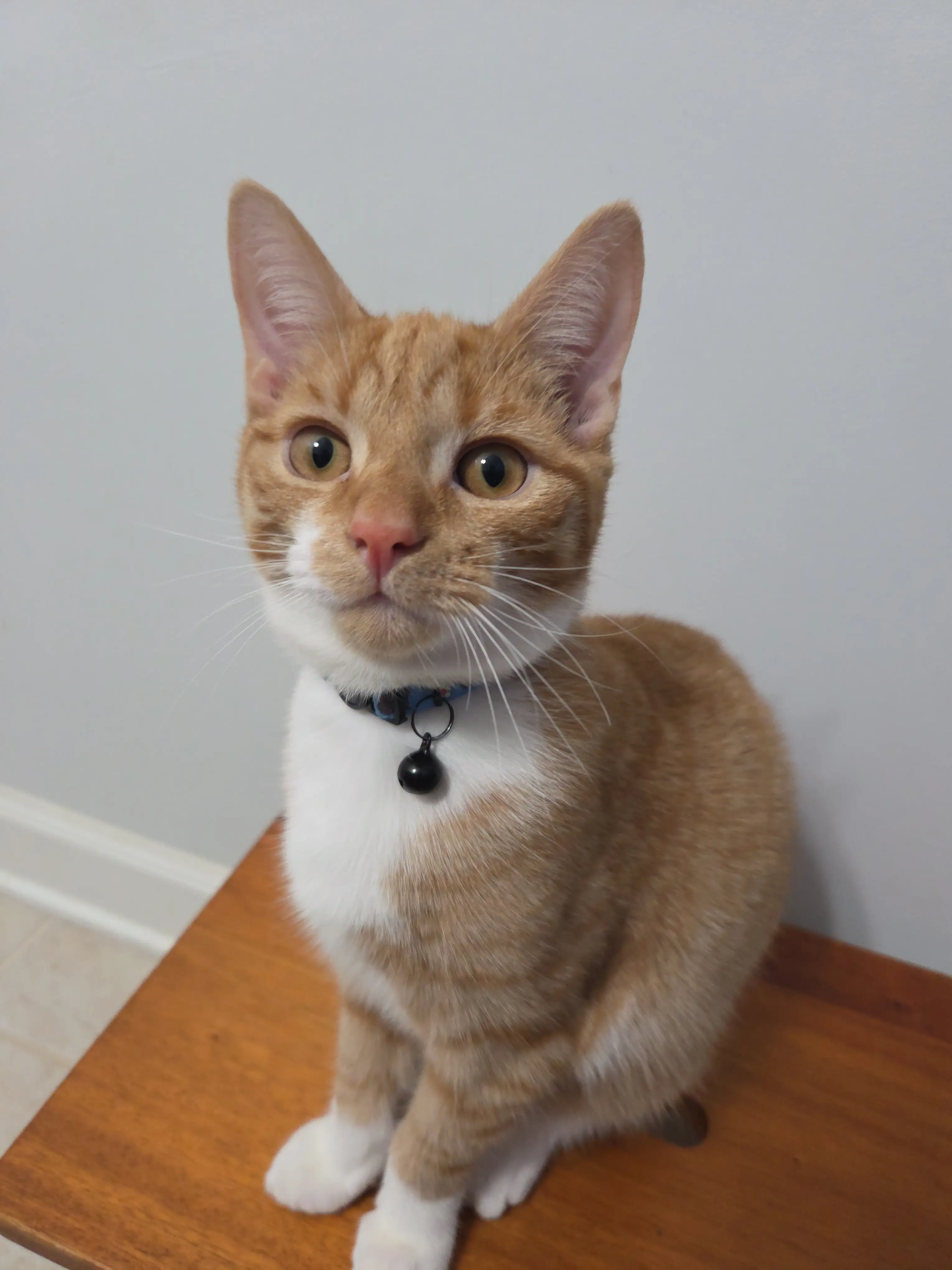 Marcy Liberatore profile pic