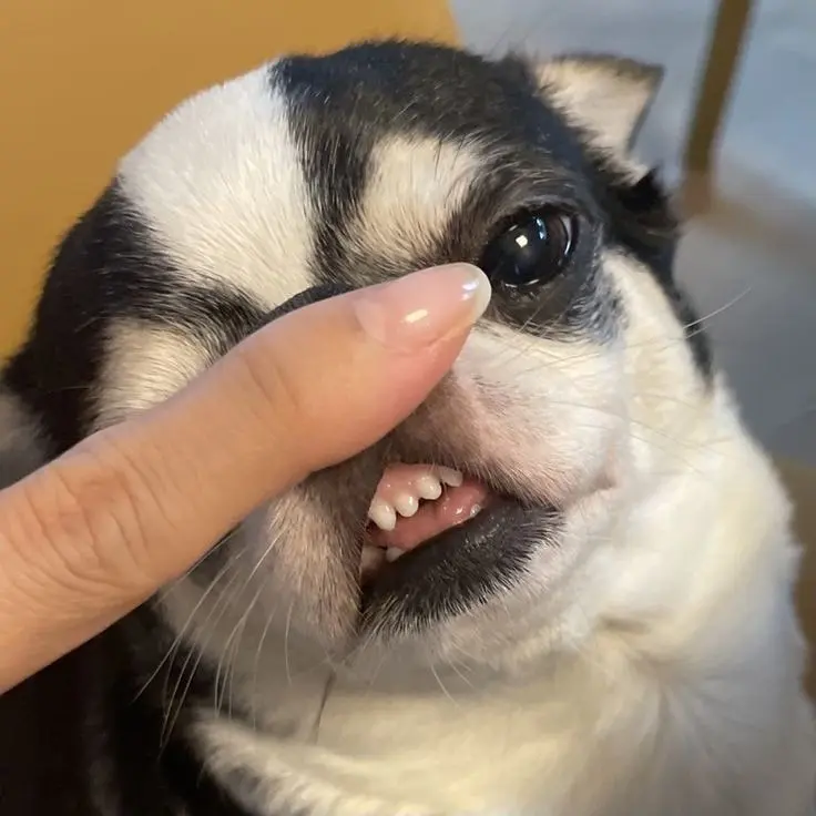 Andrés profile pic