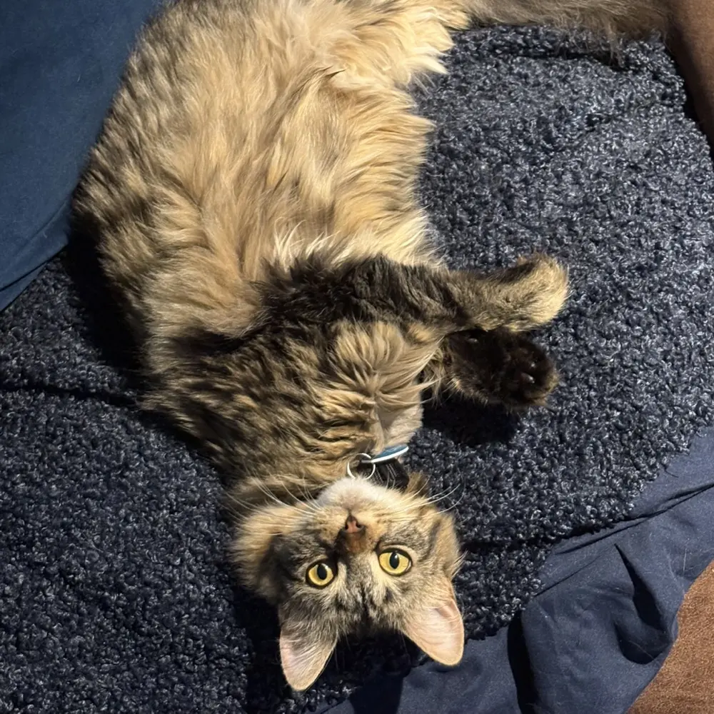 Megan Lanoue profile pic