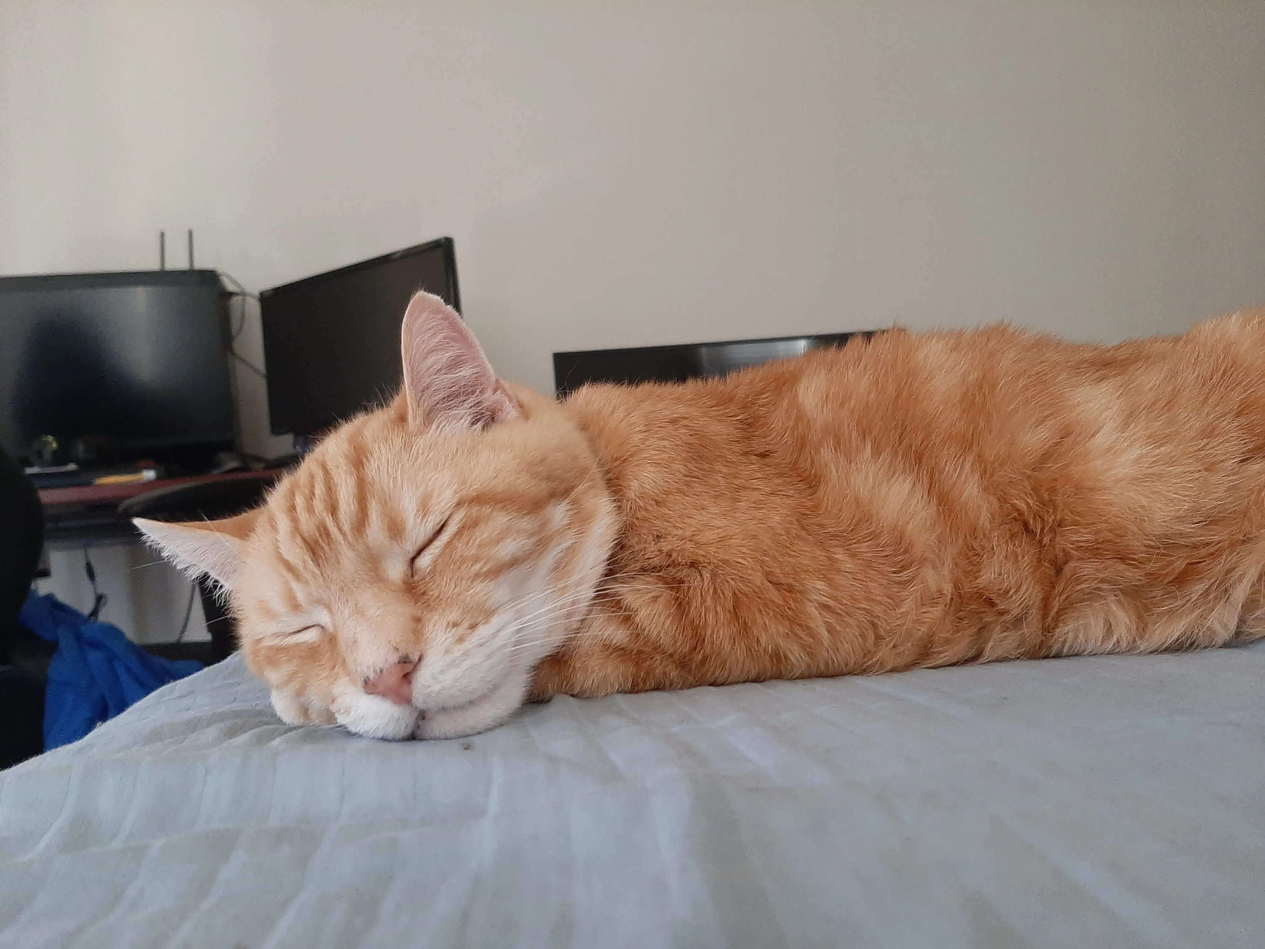 Shinyfox profile pic