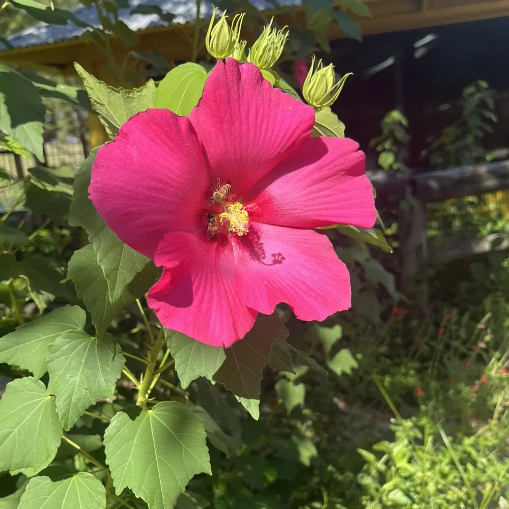 Denise D profile pic