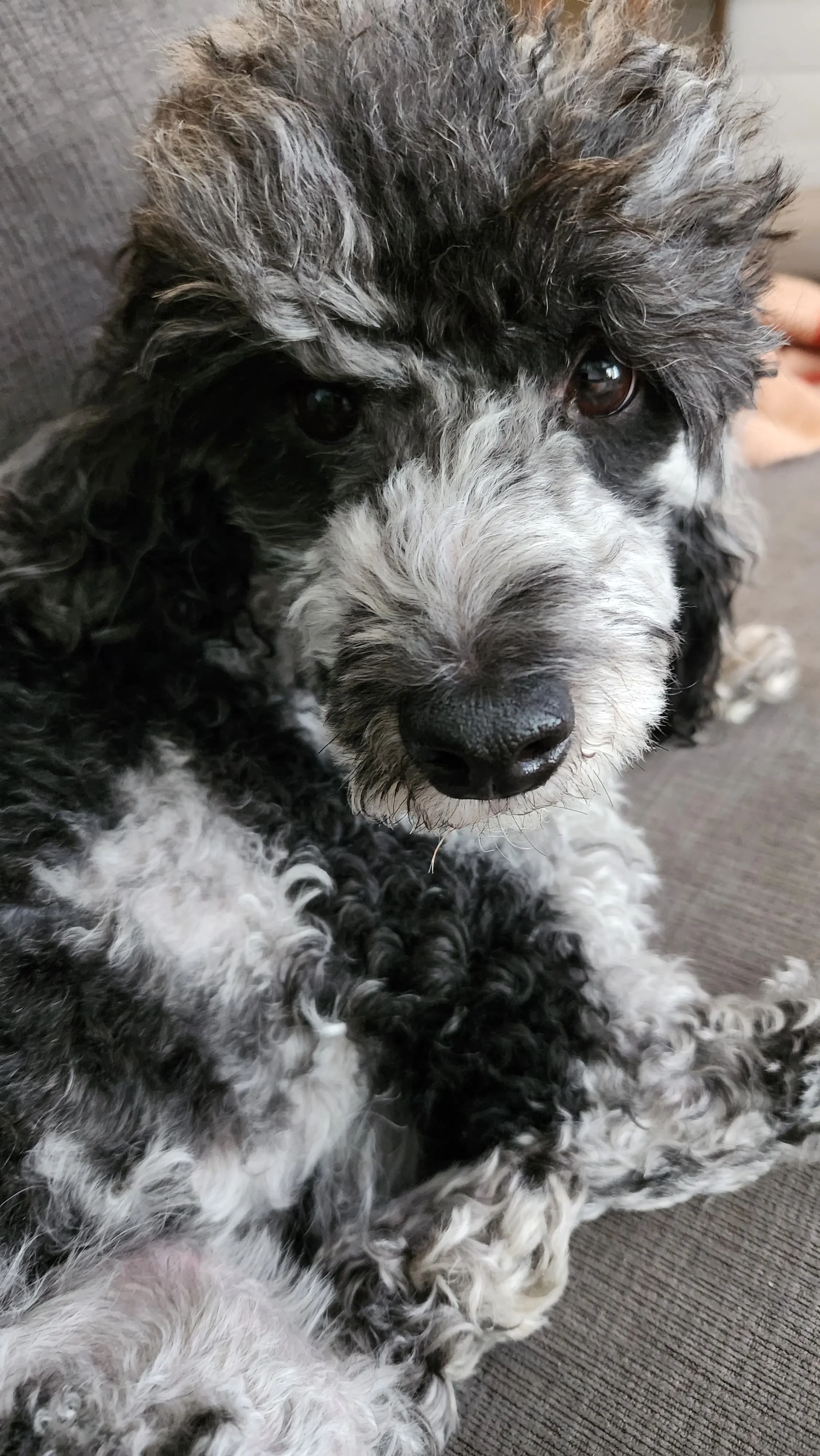 CM Paw 🐾 Prints & Pages 📚 profile pic