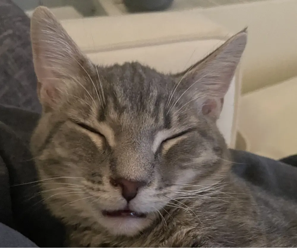 Ian Slippy profile pic