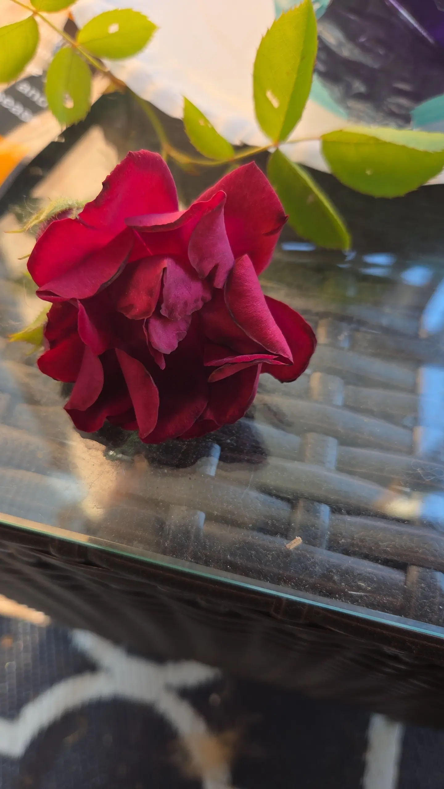 JaneReads1 profile pic