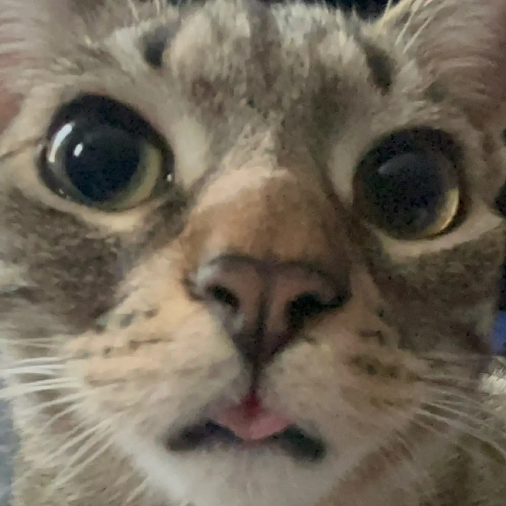 Jillian Weaver profile pic