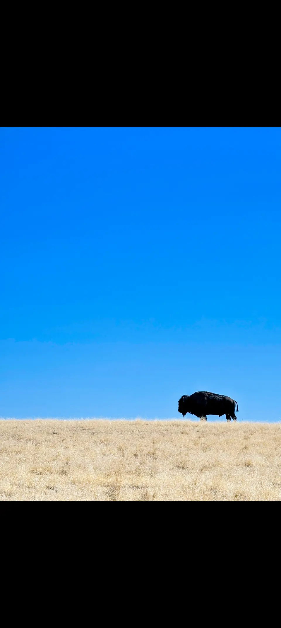 Let me Wander avatar