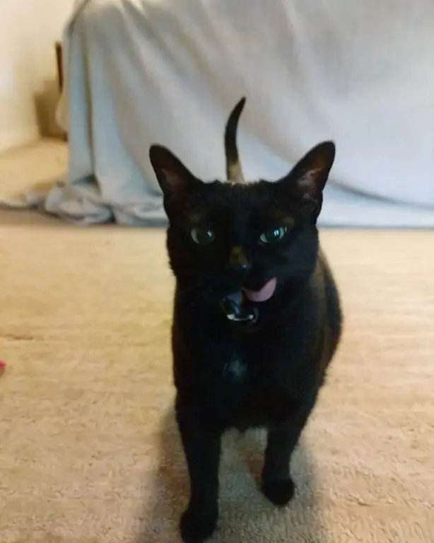 evergreens + smut profile pic