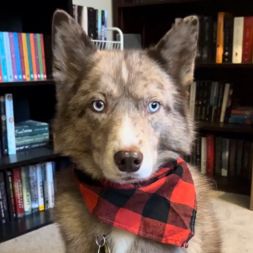 Kida Pita profile pic