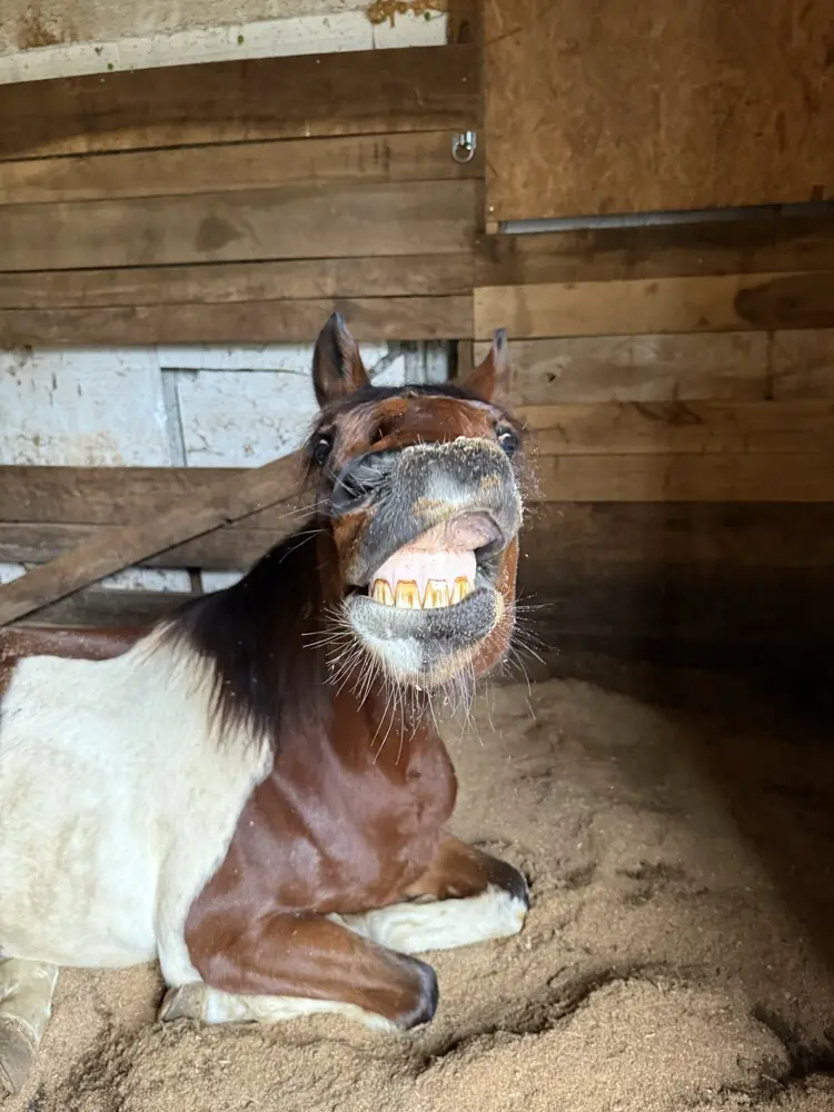 Bookgirlvlp profile pic