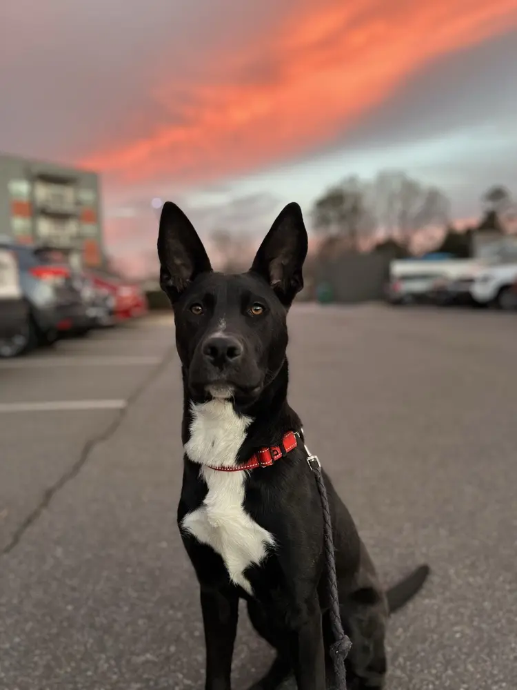 Shrek6323 profile pic