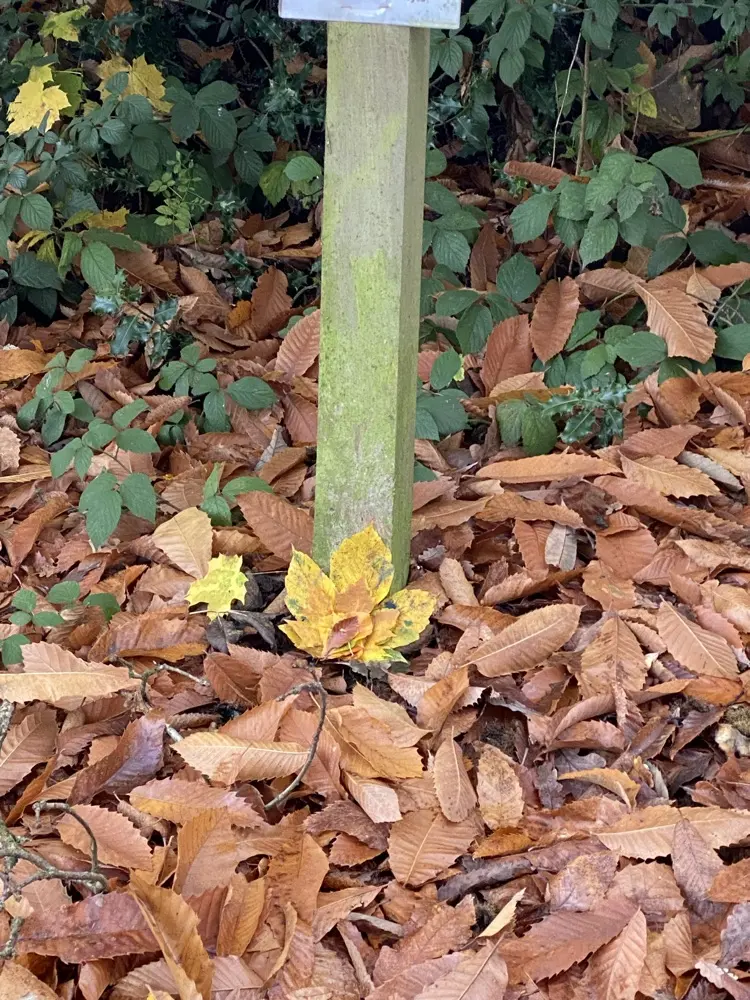 Charlotte Albutt Albutt profile pic