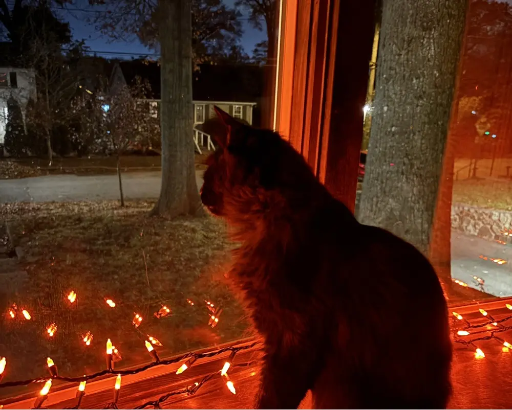 High Fantasy Higher Standards profile pic