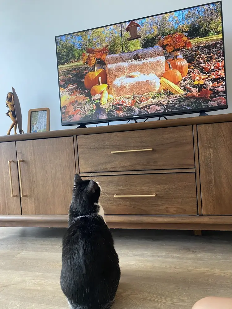 Cybele Morrone profile pic