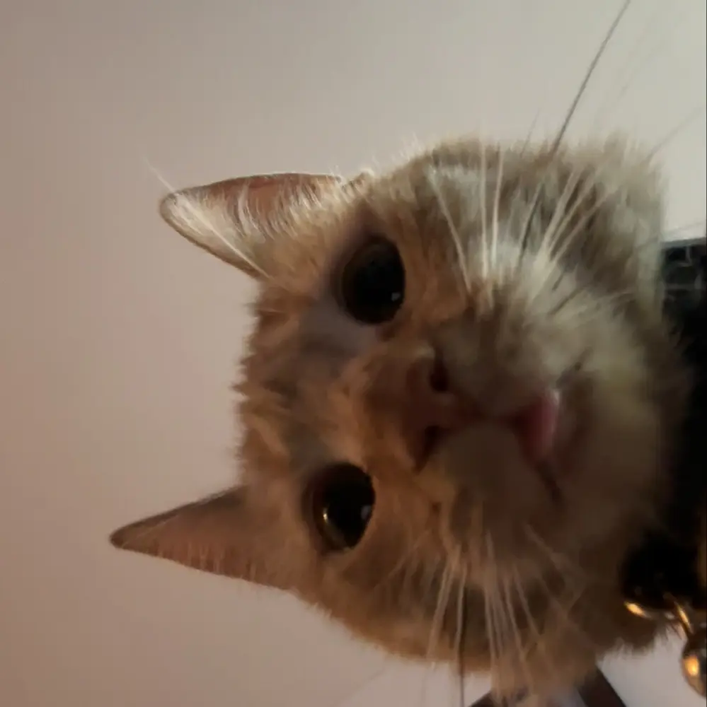 Suzy ✨🌙 profile pic