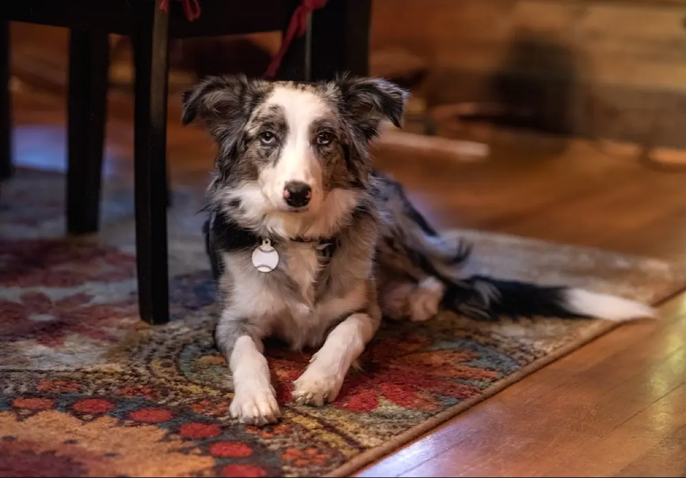 rodeutsch profile pic