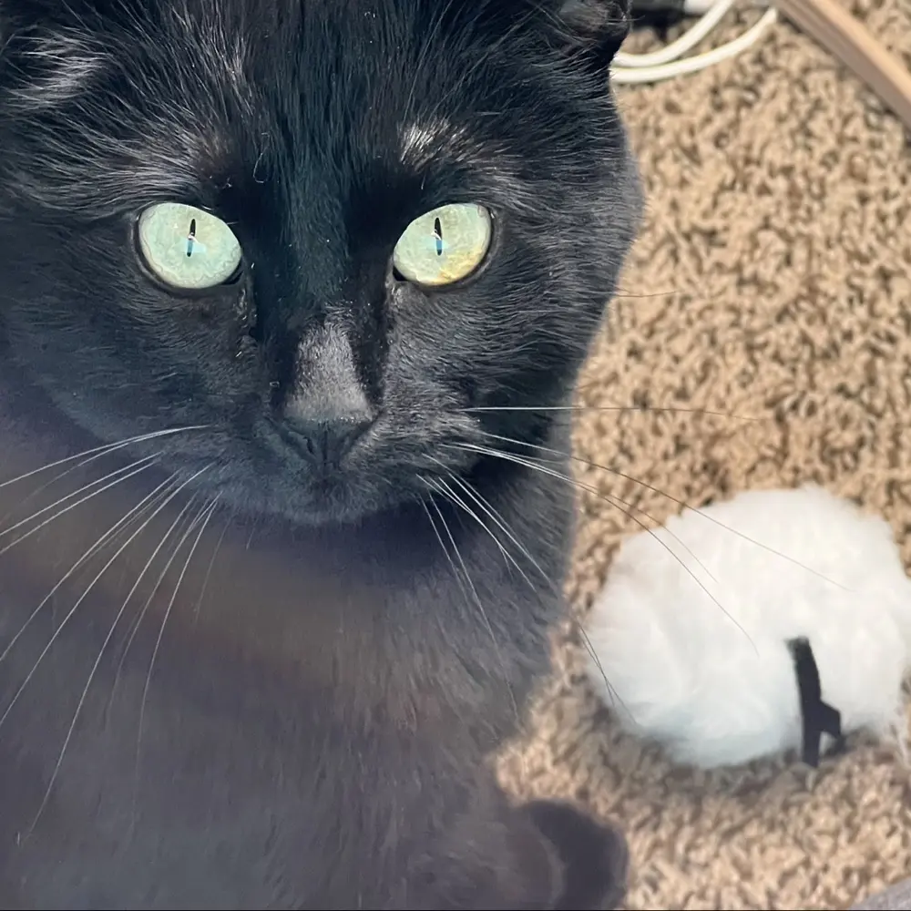 Courtneyyyyz profile pic