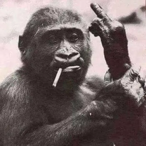 dunkleheit profile pic