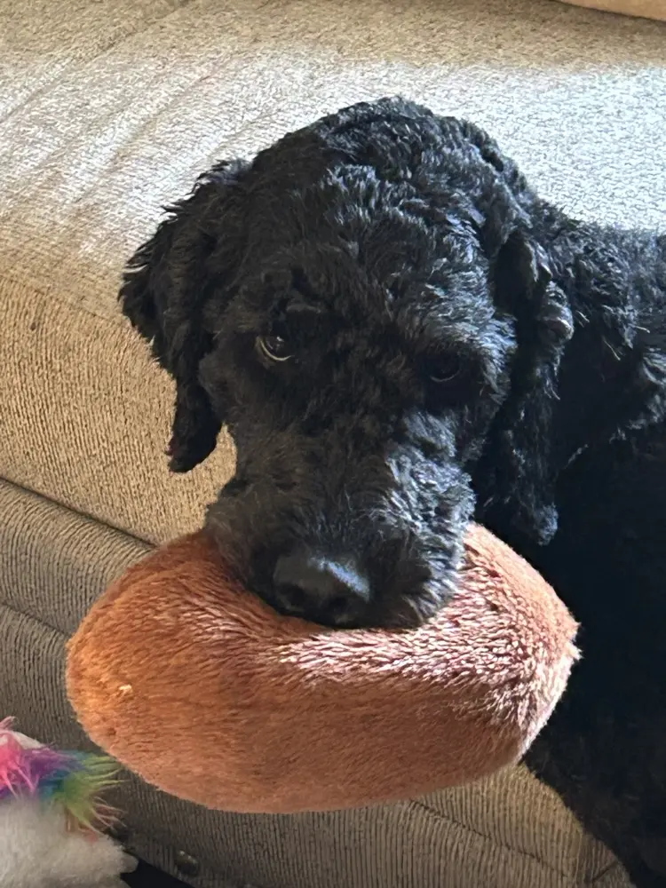 Cory Hayes profile pic