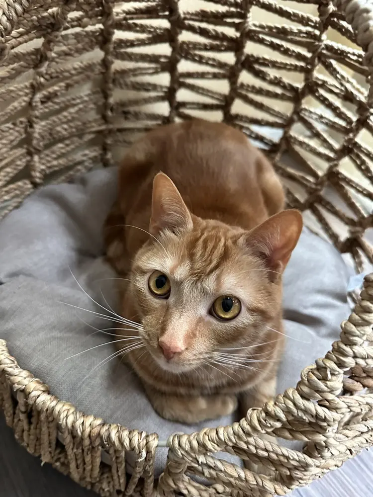 Bridgette Brenmark profile pic