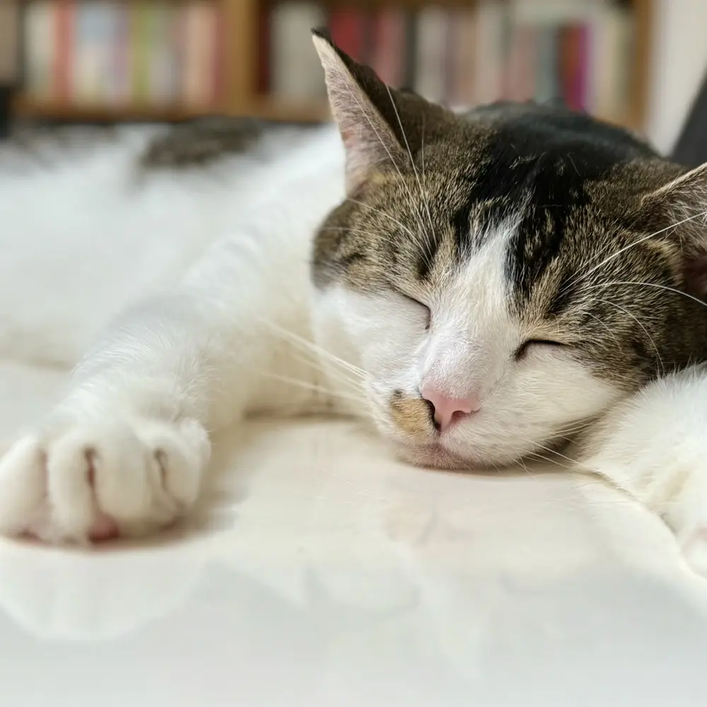 danielle profile pic