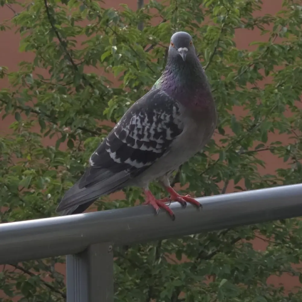 Gob 🐸 profile pic