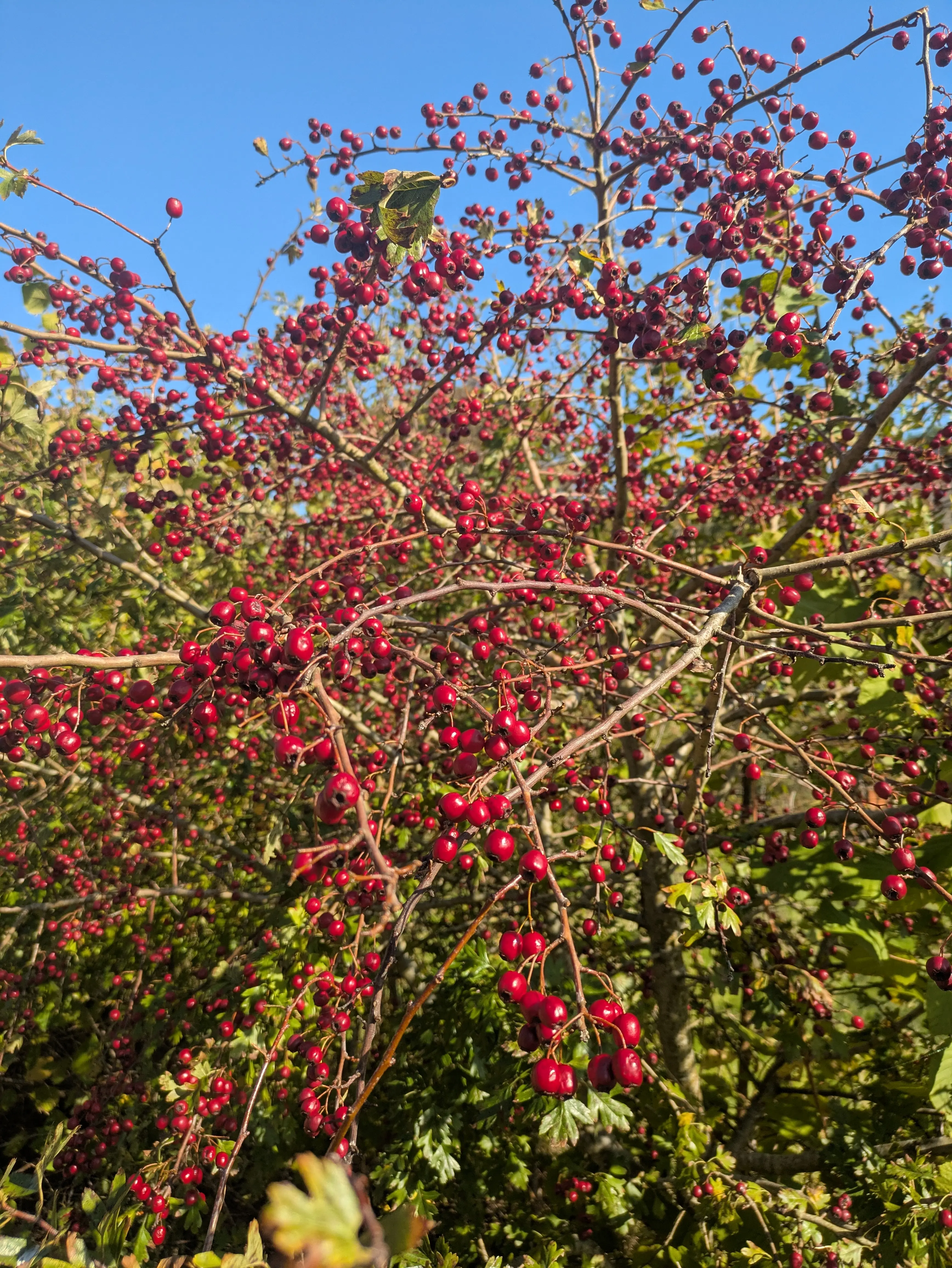 Jay Sheppard profile pic