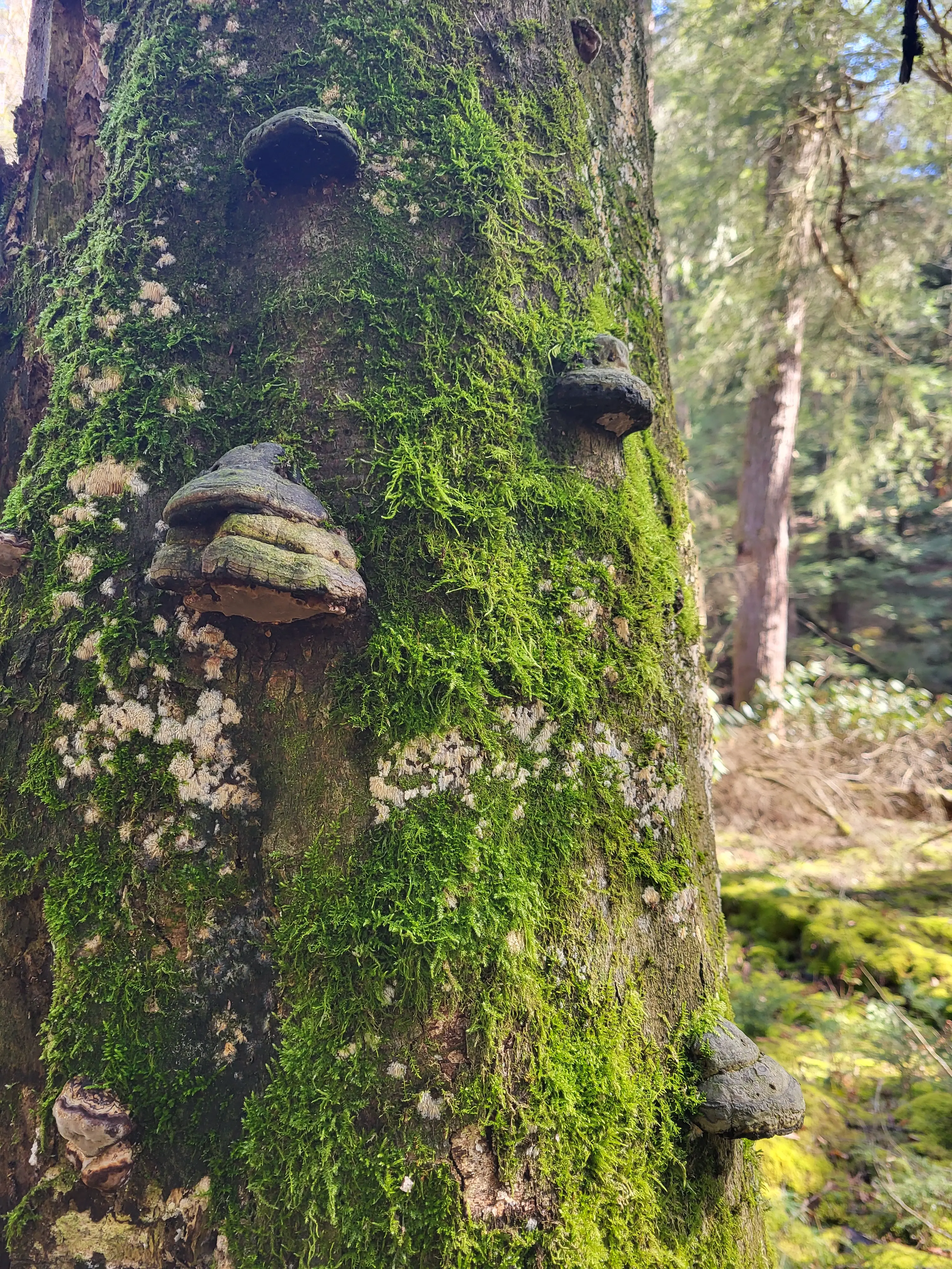 David☘️ profile pic