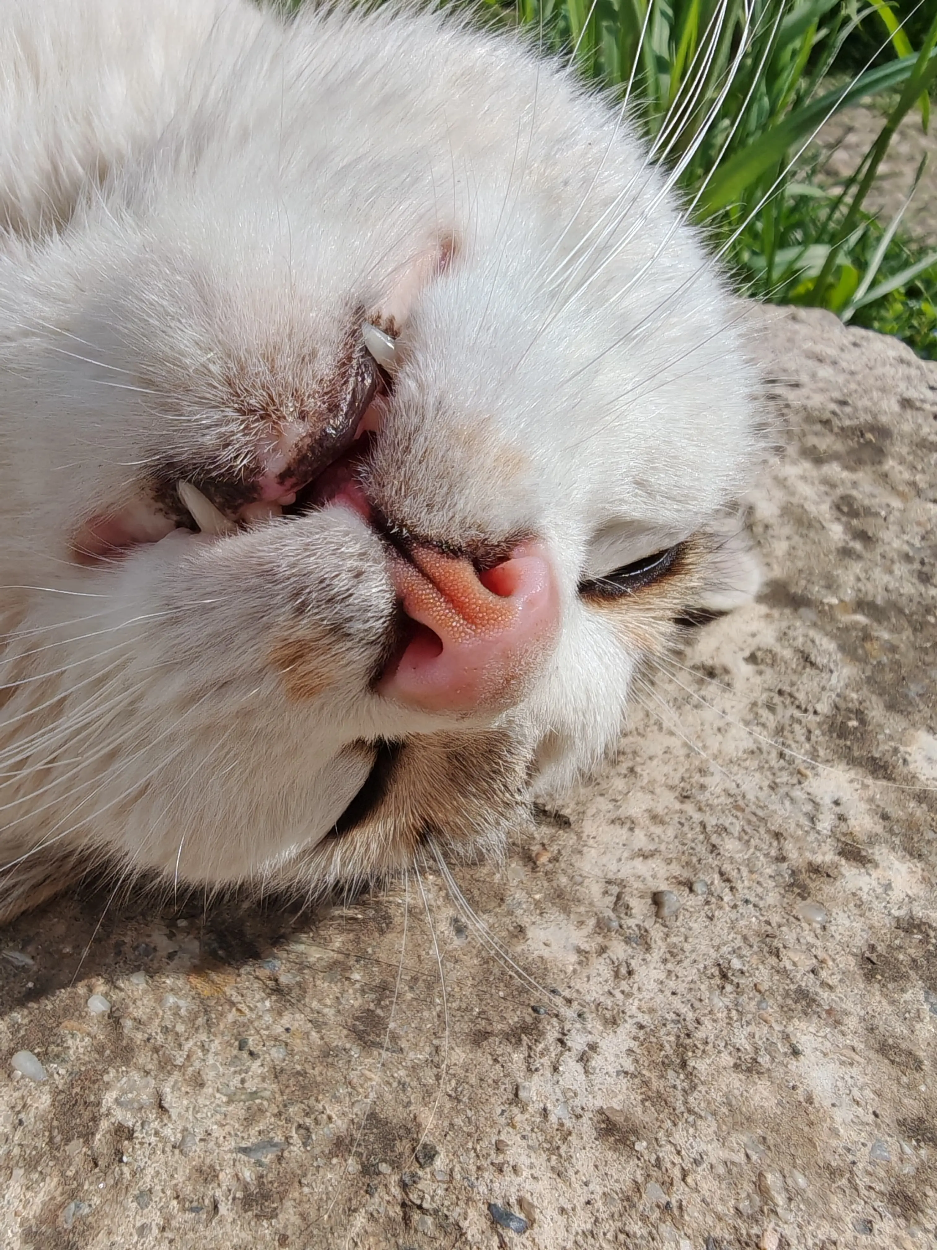 Anna Maria Cristache profile pic