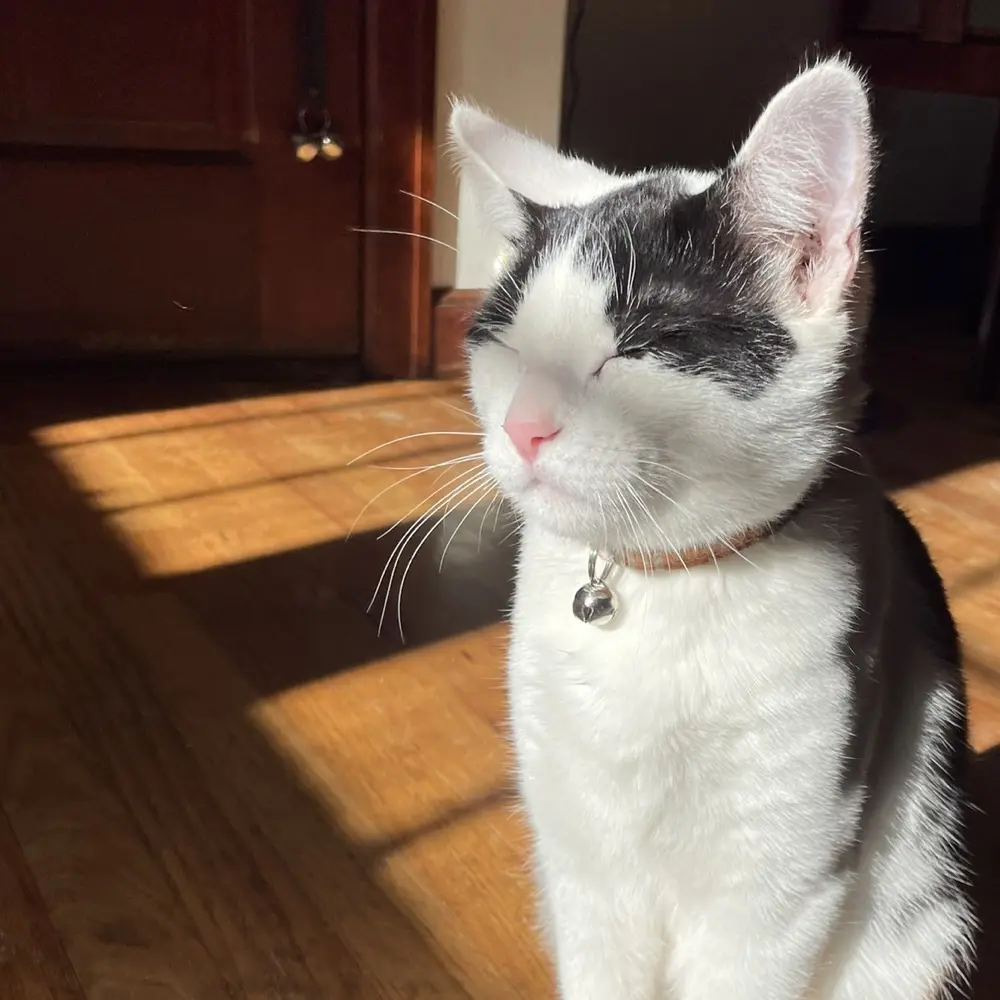 A. J. Brunner profile pic