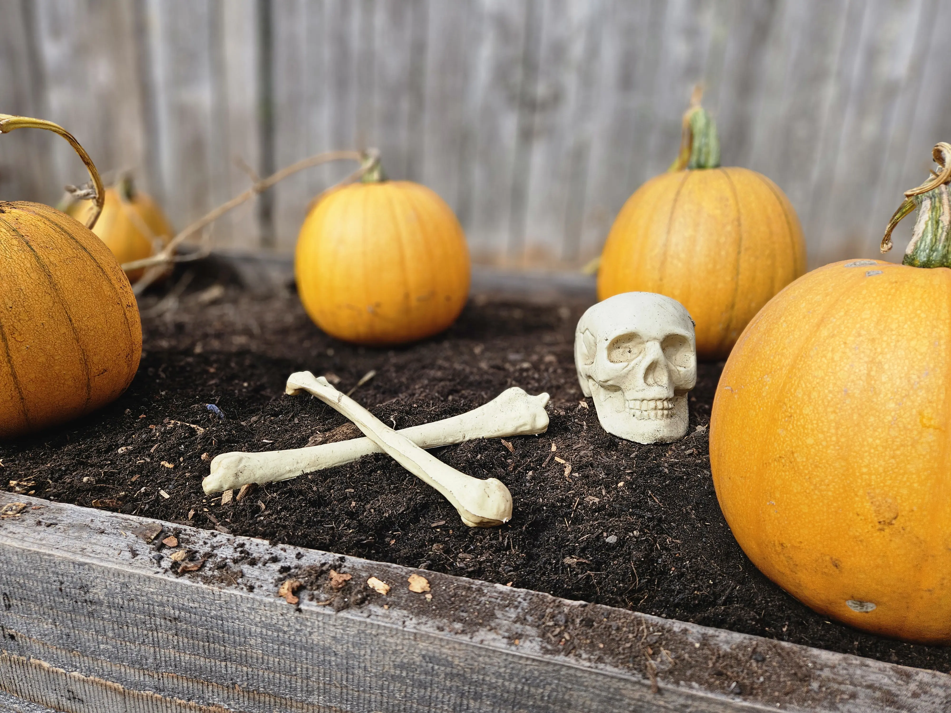 deadroses profile pic