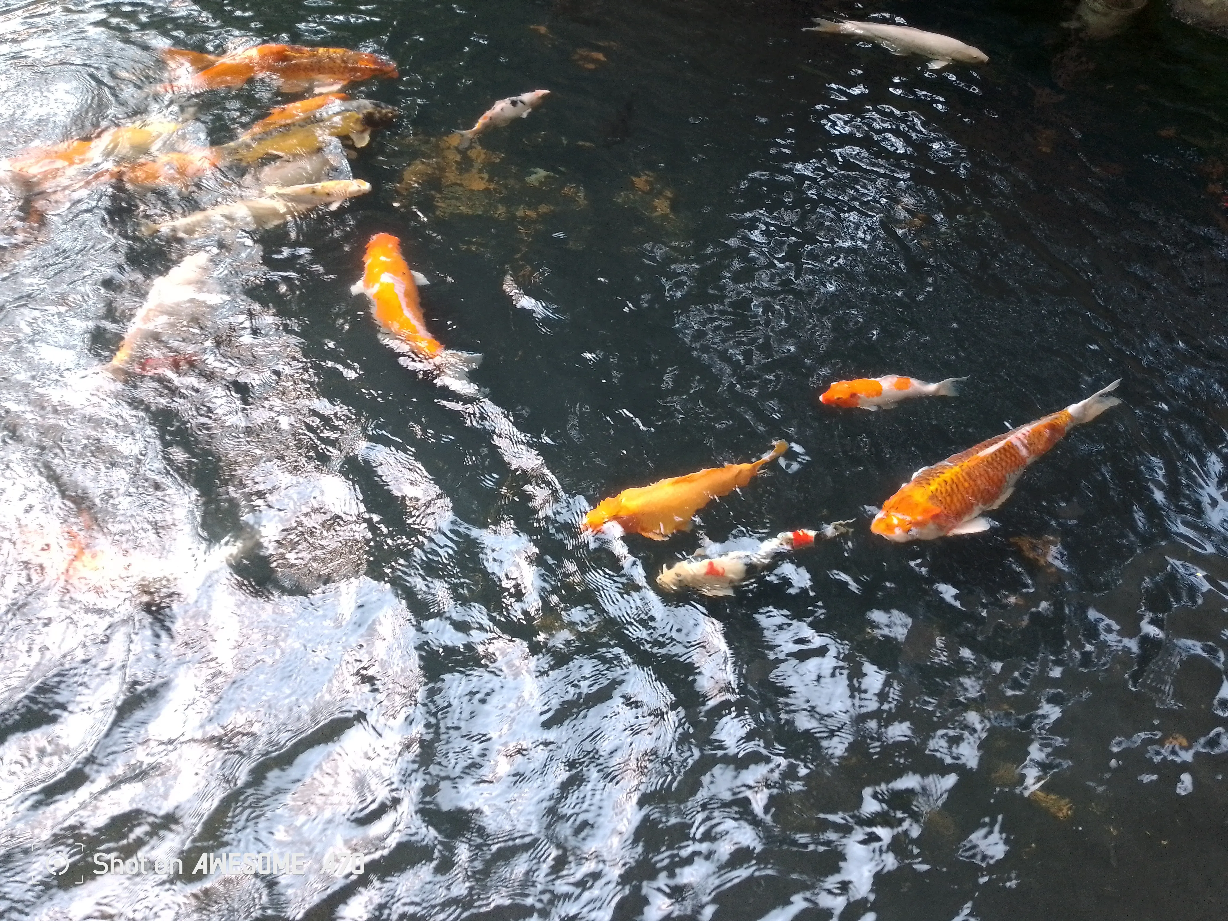 Linda Helmi profile pic