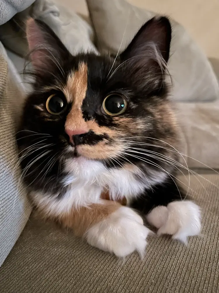 Anita profile pic