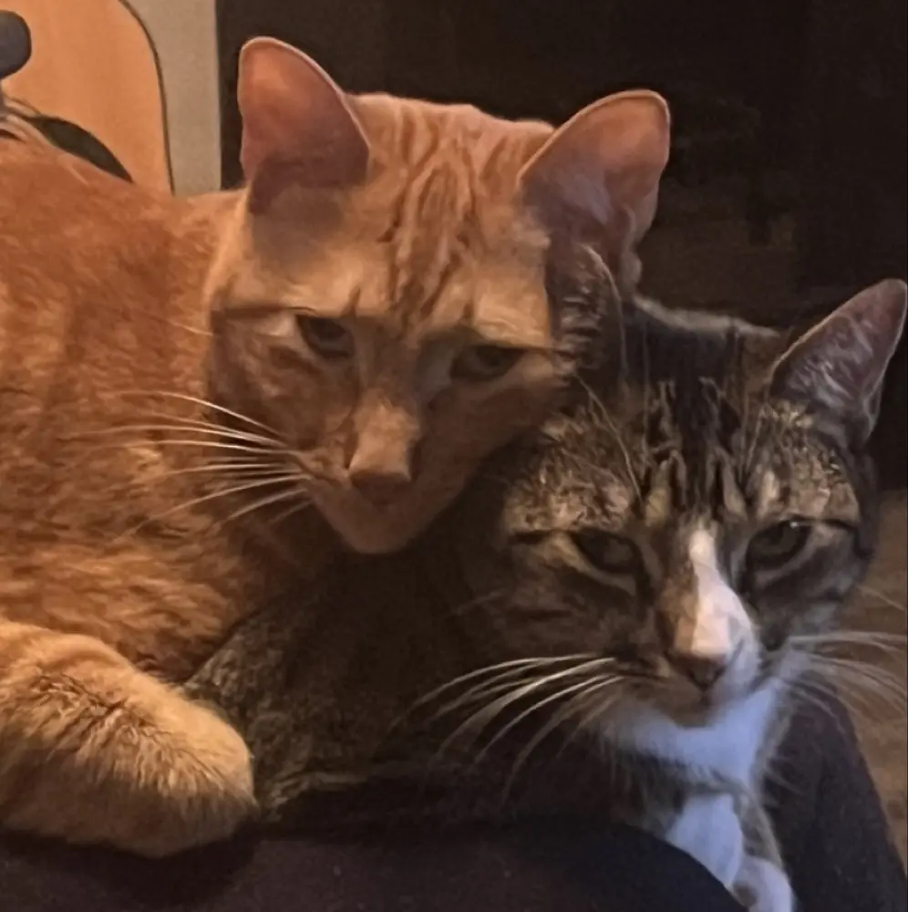 Moriah Likens profile pic